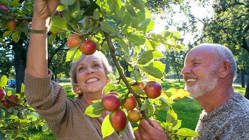 A Joyful Elderly Couple Picks Ripe Red Apples From A Sunlit Tree In An Orchard, Surrounded By Lush Greenery, Conveying Happiness And Togetherness.